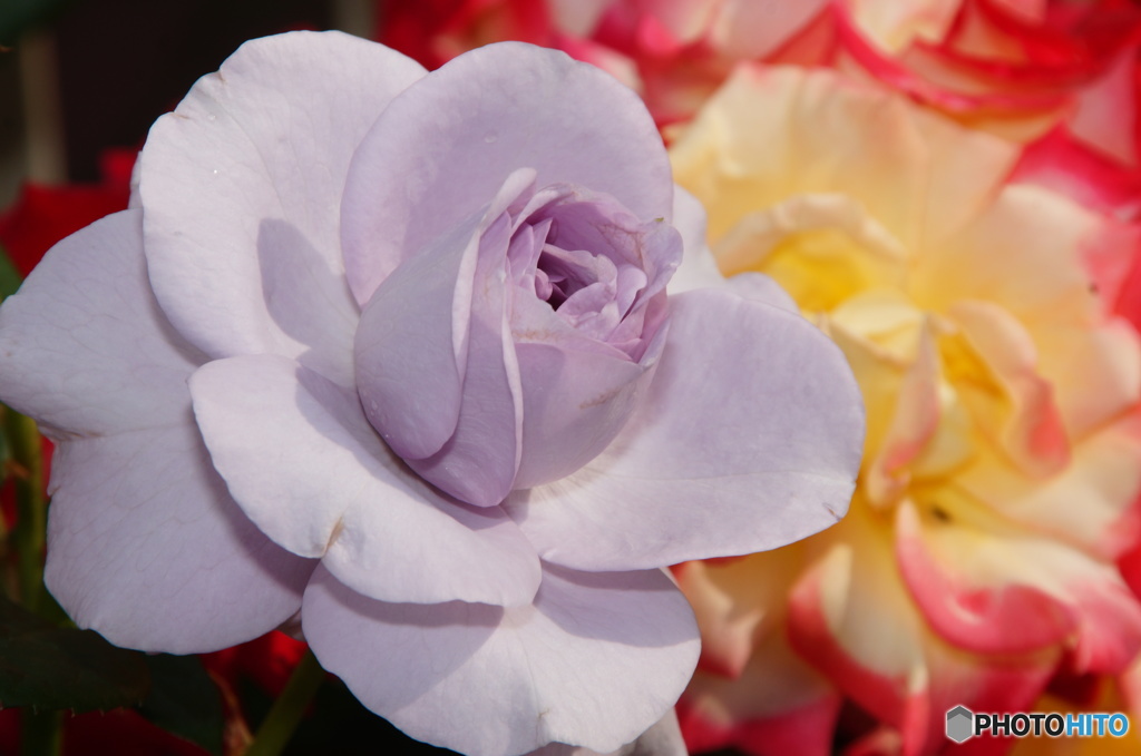 2015～2016 HTB 薔薇祭り