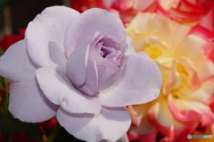 2015～2016 HTB 薔薇祭り