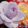 2015～2016 HTB 薔薇祭り