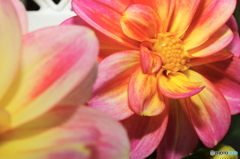 2015～2016 HTB 薔薇祭り