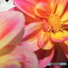 2015～2016 HTB 薔薇祭り