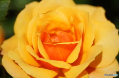 2015～2016 HTB 薔薇祭り