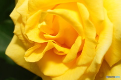 2015～2016 HTB 薔薇祭り