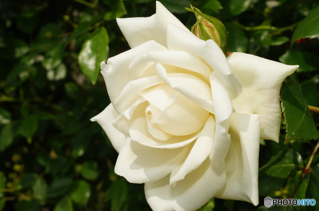 2015～2016 HTB 薔薇祭り