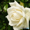 2015～2016 HTB 薔薇祭り