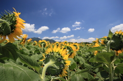 夏の先