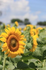 夏