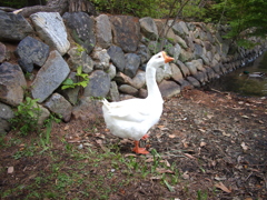 池の住人