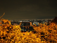 茂み越しの夜景