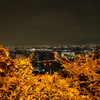 茂み越しの夜景