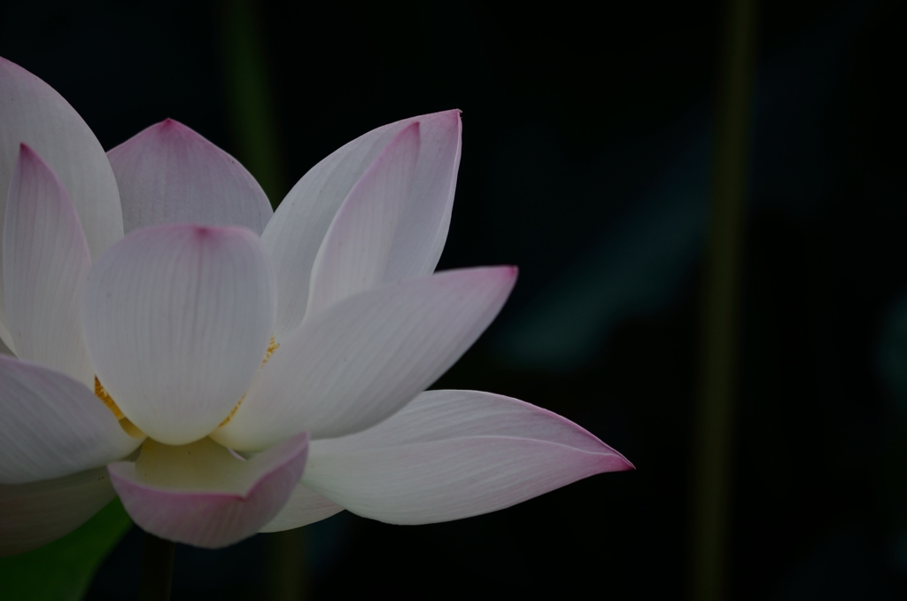 蓮の花