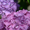 紫陽花