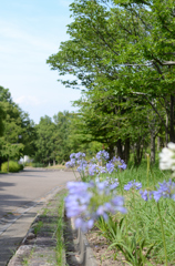 公園散歩