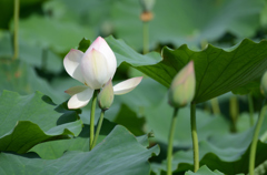 ハスの花