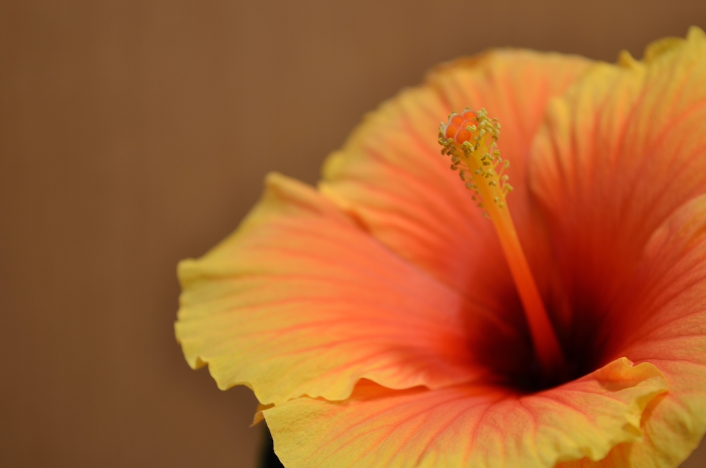この花って？