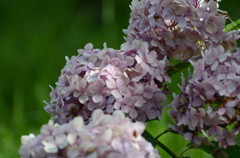 紫陽花の時期は終わりかな？