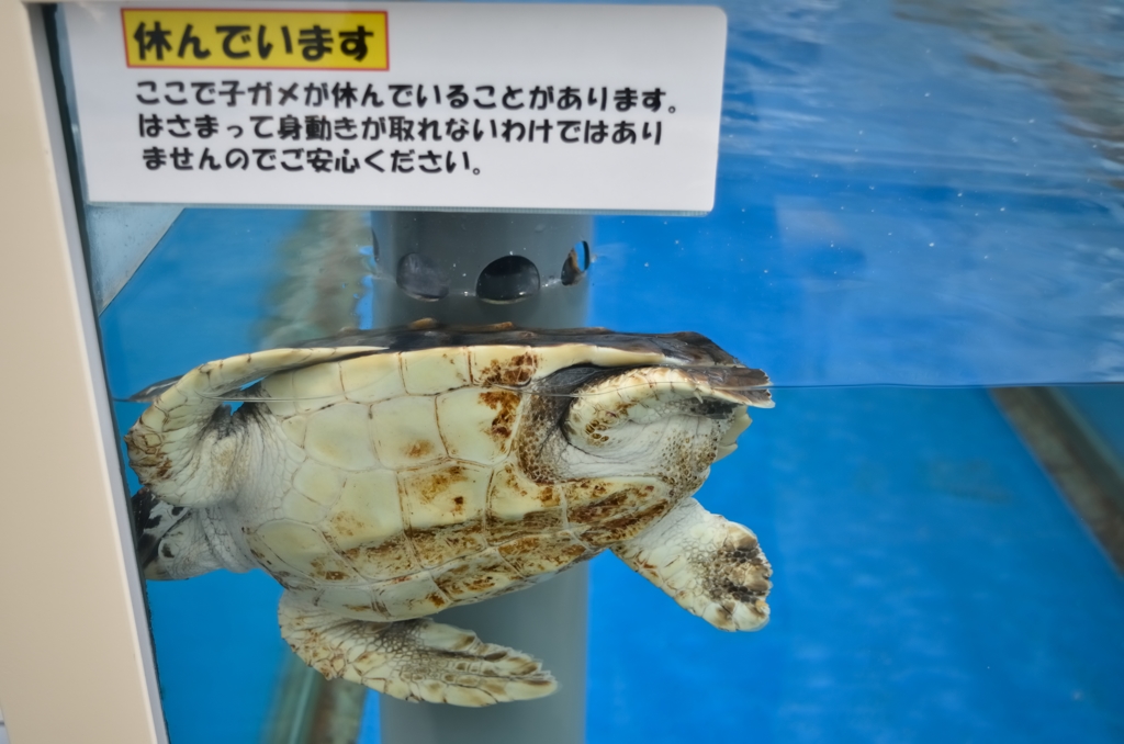 どう見ても…