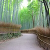 京都 嵯峨野の竹林