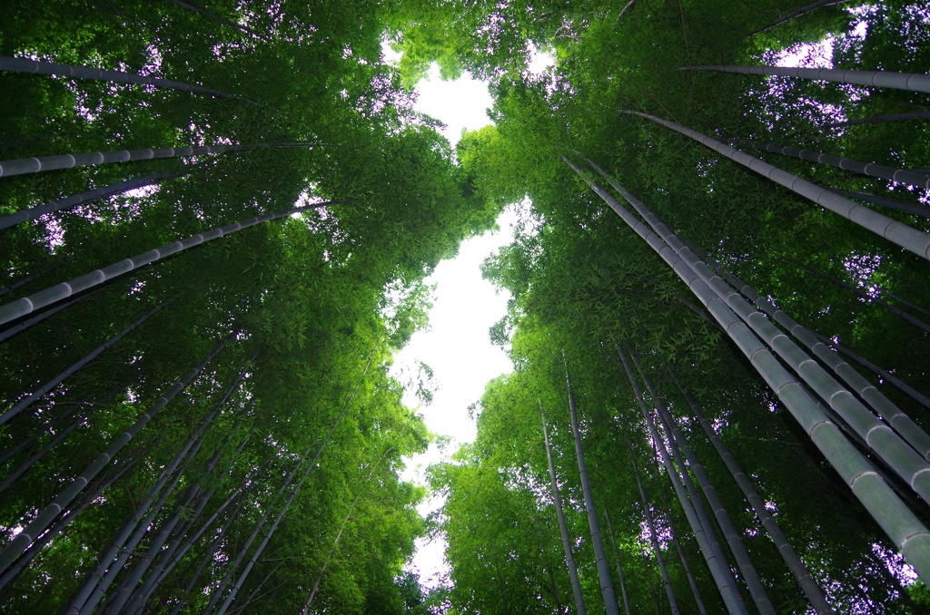 京都 嵯峨野の竹林