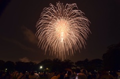 渋き単色の大輪