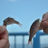 魚っ！