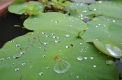 水滴とハスの相性