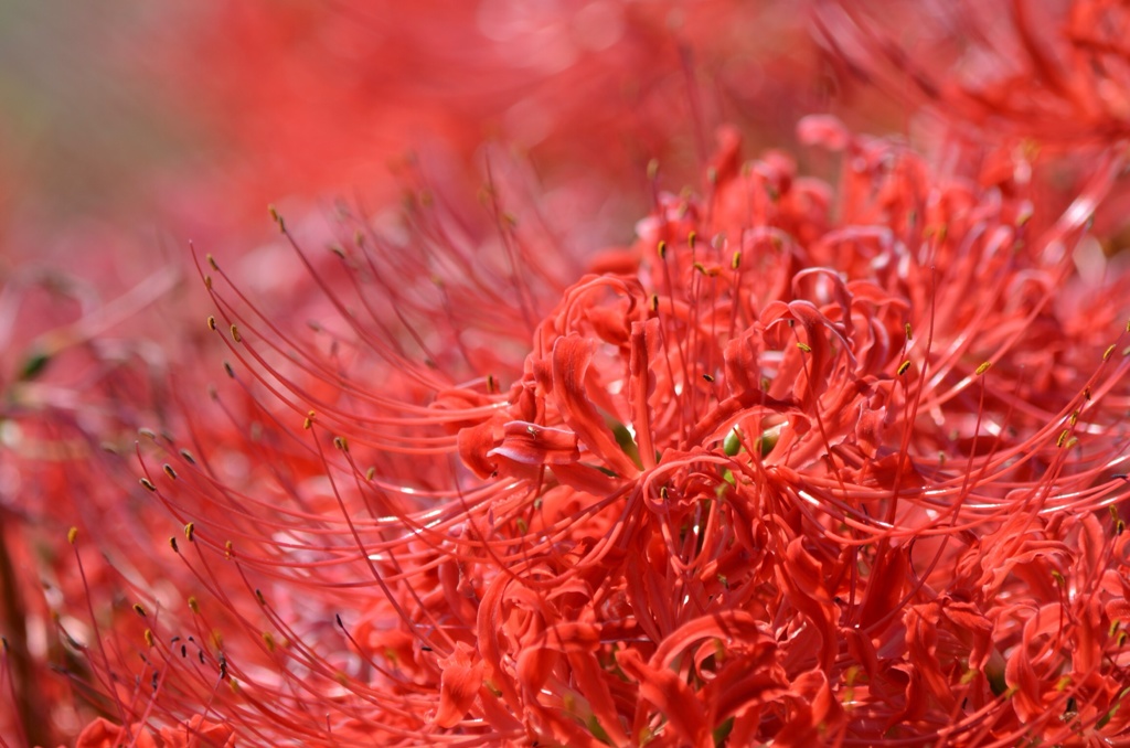 秋の始まりの紅