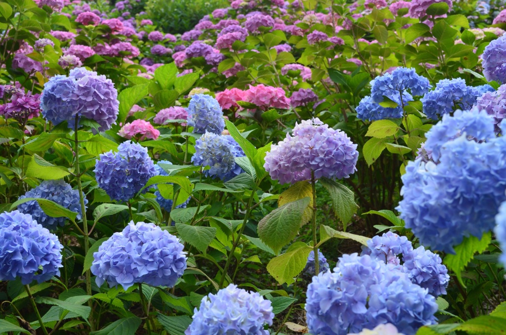 紫陽花の山