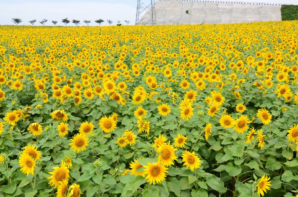 南知多 ひまわり畑