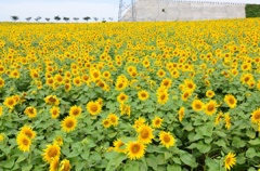 南知多 ひまわり畑