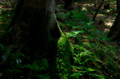 苔生す古木