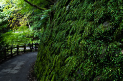 苔の散歩道