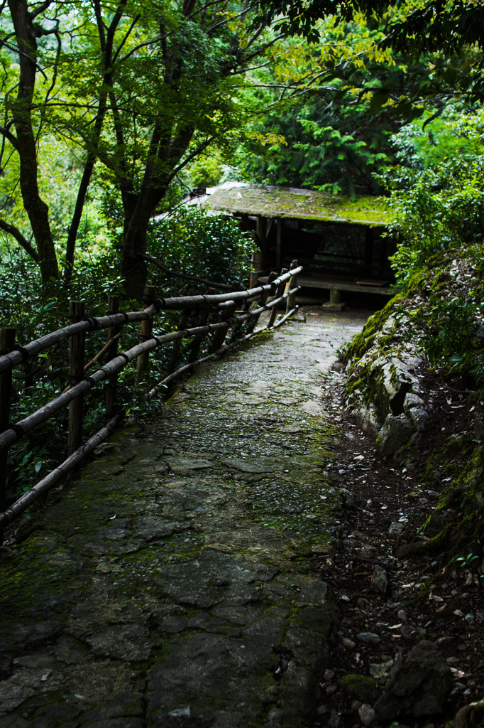 苔むした坂道