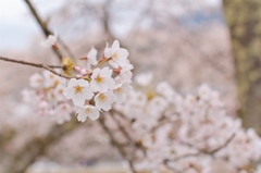 うぐい川の桜　Ⅱ