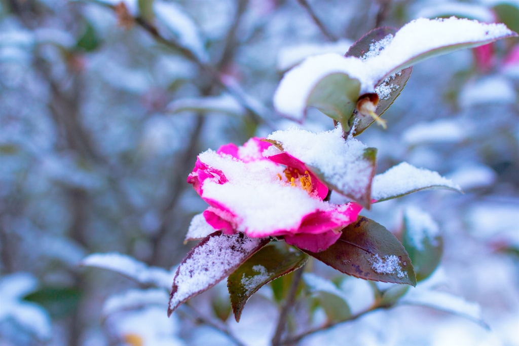 今年最初の雪の花