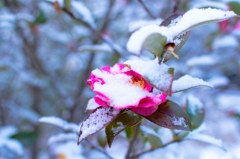今年最初の雪の花
