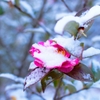 今年最初の雪の花