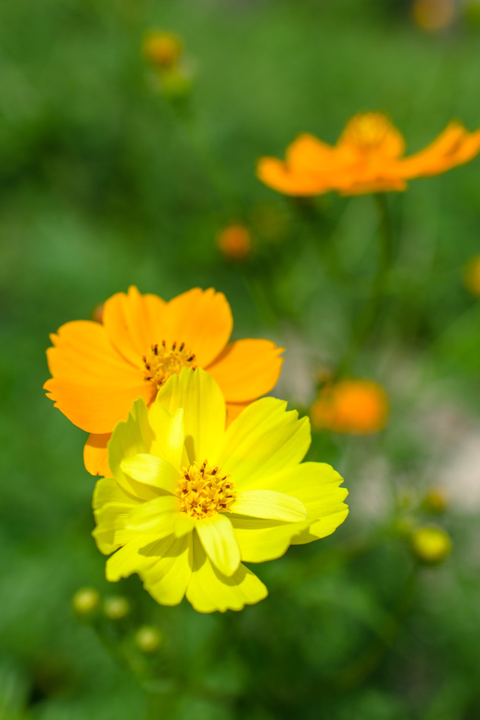 黄花コスモス