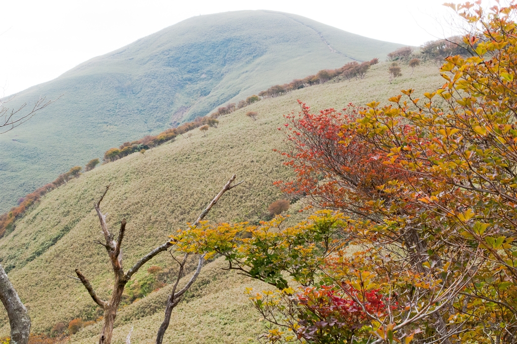 登山道より竜ヶ岳を望む