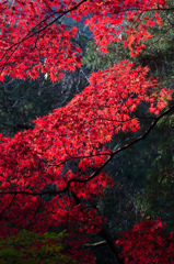 聖宝寺の紅葉