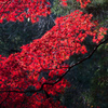 聖宝寺の紅葉
