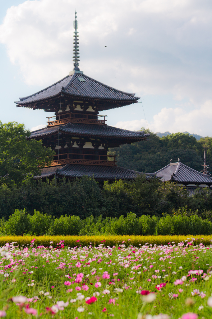 法起寺とコスモスⅡ