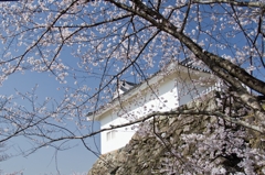 亀山城と桜