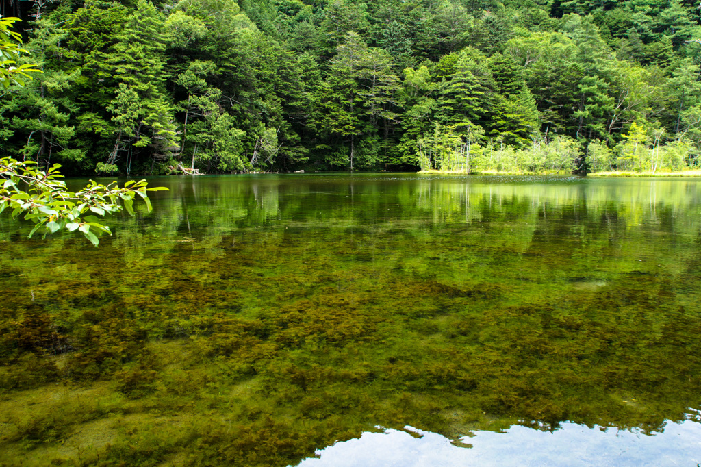 上高地　明神池