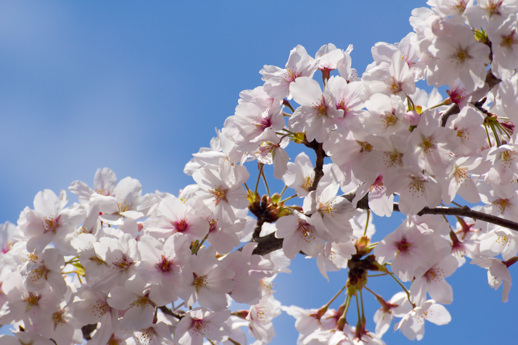見上げ桜