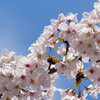 見上げ桜