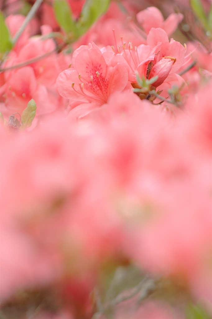 余野公園のつつじ