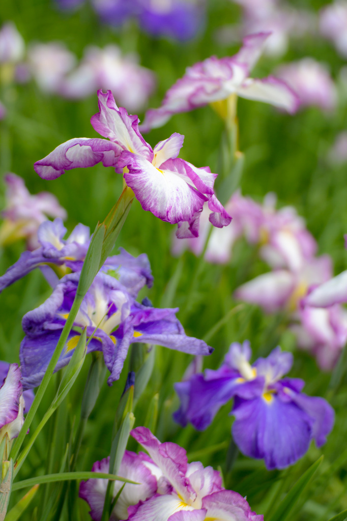 菖蒲