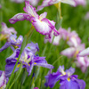 菖蒲
