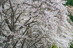 うぐい川の桜